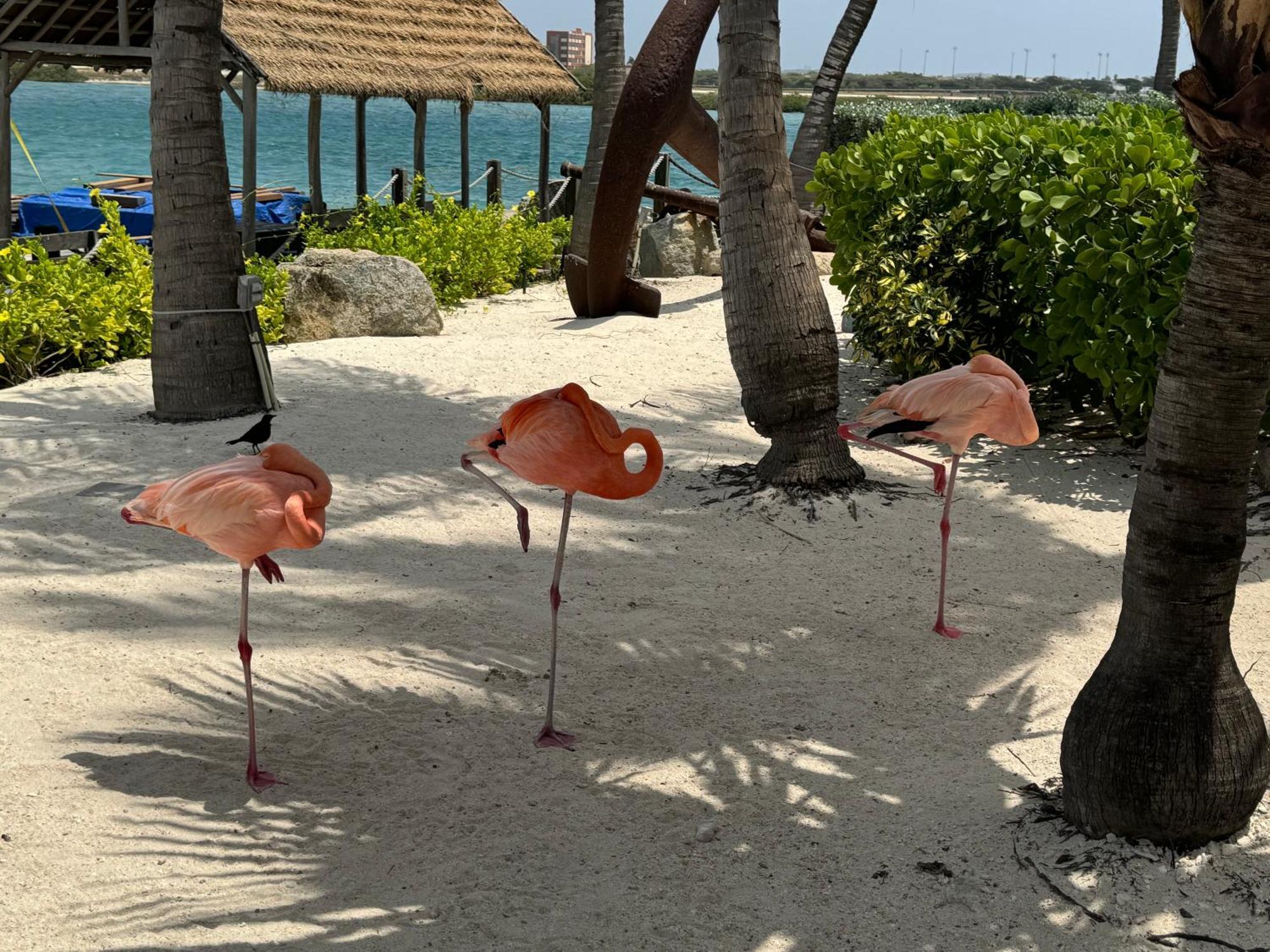 Central Boutique Hotel Oranjestad Eksteriør billede